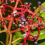 Miconia affinis Квітка