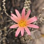 Mutisia hamata Flower