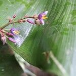 Dianella caerulea Fruto