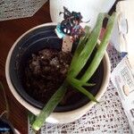 Aloe veraЛист