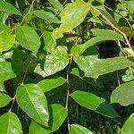 Styrax benzoin Feuille