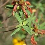 Hypericum lanceolatum Лист