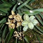 Pancratium illyricum Leaf