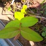 Hypericum forrestii