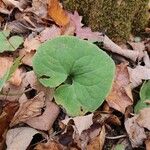 Asarum canadense Leaf