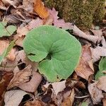 Asarum canadense葉