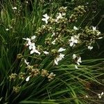 Libertia chilensis Blomst