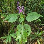 Brillantaisia cicatricosa Blad