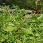 Cyathula prostrata Blüte