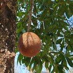 Couroupita guianensis Fruto