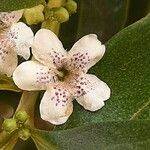 Myoporum tenuifolium 花