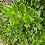 Coprosma repens List