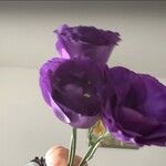 Eustoma exaltatum Цвят