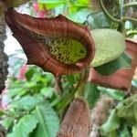 Nepenthes truncata Flor