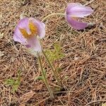 Anemone pulsatillaŽiedas