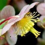 Helleborus lividus Floare