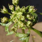Echinophora spinosa 花