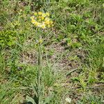 Tephroseris integrifolia Habit