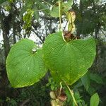 Dioscorea convolvulacea Leaf