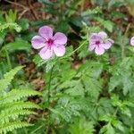 Geranium maderenseŽiedas