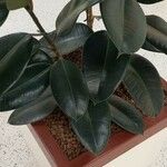 Ficus elastica Folha