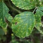 Rubus questieri Blad