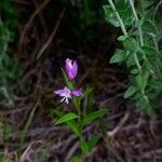 Polygala vulgaris (Plante entière)