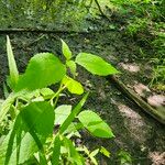 Boehmeria cylindrica Листок