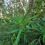 Polygonatum verticillatum Natur