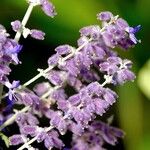 Salvia yangii Flower