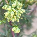 Artemisia campestrisFlower