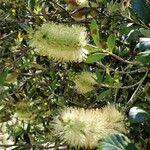 Callistemon pallidus Blomst