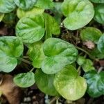 Geophila repens Leaf