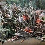 Aloe variegata Λουλούδι