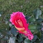 Rosa spp. Flors
