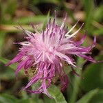 Centaurea uniflora Fiore