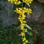 Solidago caesia Flower