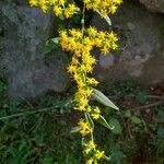 Solidago caesia Kvet