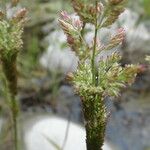 Polypogon viridis Blüte