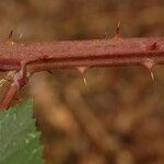 Rubus albiflorus Kora