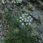 Laserpitium gallicum Habit