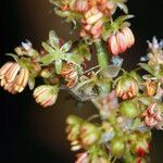 Rumex paucifolius Fruto