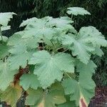 Pelargonium papilionaceum Hostoa