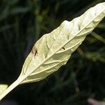 Physalis pumila Leaf