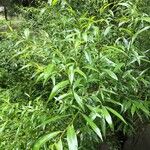Salix viminalis Lehti