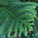 Araucaria nemorosa Hoja
