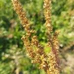 Amaranthus powellii Плід