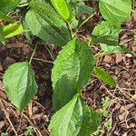 Rudbeckia fulgidaFuelha