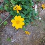 Coreopsis auriculata Flor