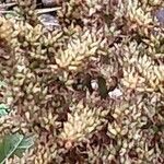 Astilbe macroflora Fruit